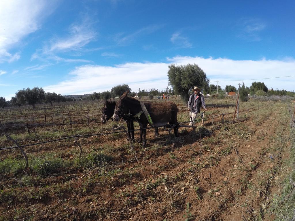 Ryad De Vignes " Le Val D'Argan " Ounara Luaran gambar