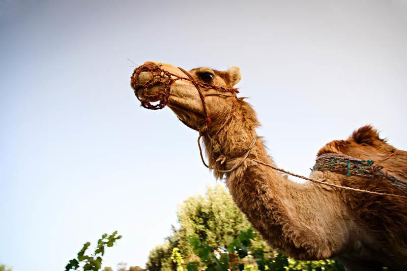 Ryad De Vignes " Le Val D'Argan " Ounara Luaran gambar