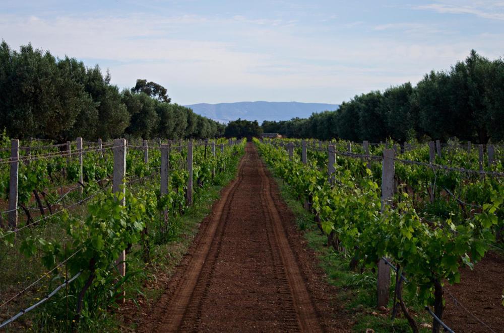 Ryad De Vignes " Le Val D'Argan " Ounara Luaran gambar